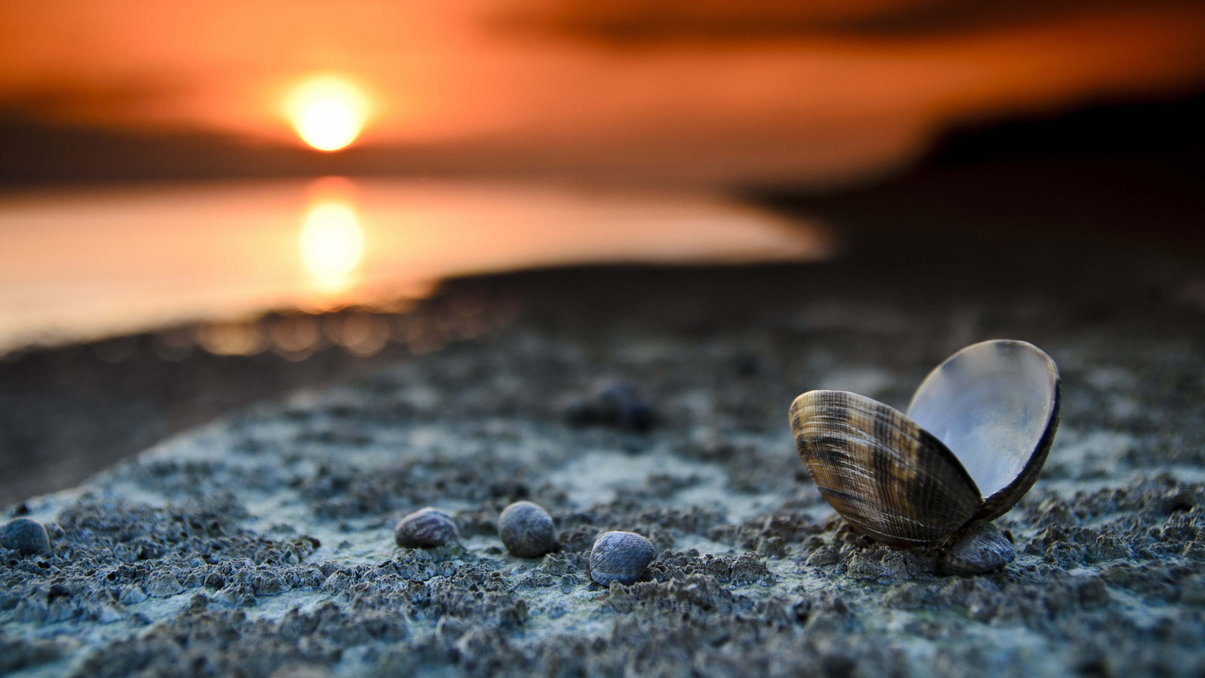 Shell 1 Offshore company Nevis